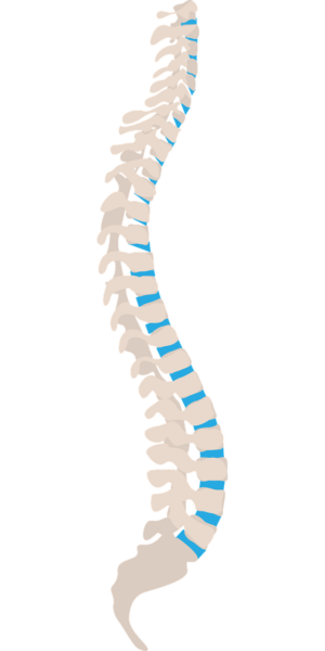 spine-1925870_1280
